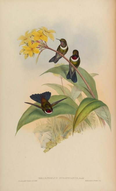 Heliangelus strophianus - John Gould